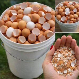 Don’t Toss Those Eggshells: 17 Ways to Reuse Them